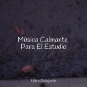 Música Calmante Para El Estudio