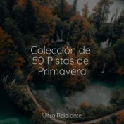 Colección de 50 Pistas de Primavera