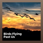 Birds Flying Past Us