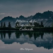 Música de la Naturaleza Calmada