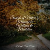 Sounds of Nature | Massage & Wellness & Meditation