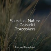 Sounds of Nature | a Powerful Atmosphere