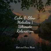 Calm & Slow Melodies | Ultimate Relaxation