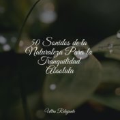 50 Sonidos de la Naturaleza Para la Tranquilidad Absoluta