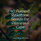 40 Ambient Rainstorm Sounds for Peace and Calm