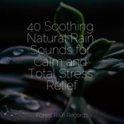 40 Soothing Natural Rain Sounds for Calm and Total Stress Relief