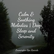 Calm & Soothing Melodies | Deep Sleep and Serenity