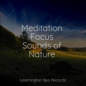 Meditation Focus Sounds of Nature