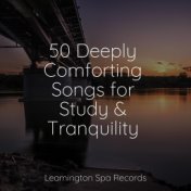 50 Deeply Comforting Songs for Study & Tranquility