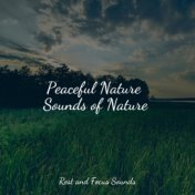 Peaceful Nature Sounds of Nature