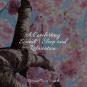 A Comforting Sounds | Sleep and Relaxation