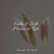 Calm & Soft Music to Rest