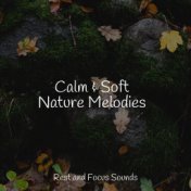 Calm & Soft Nature Melodies