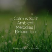 Calm & Soft Ambient Melodies | Relaxation