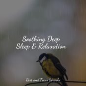 Soothing Deep Sleep & Relaxation