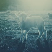 Coban tera ovcice (Magor Bocsárdi Remix)