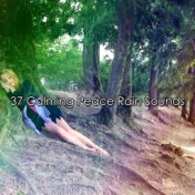 37 Calming Peace Rain Sounds