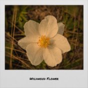 Wildwood Flower