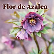 Flor de Azalea (En Vivo)