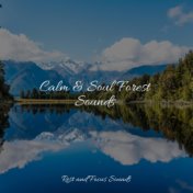 Calm & Soul Forest Sounds