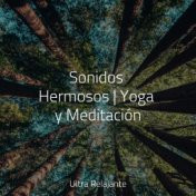 Sonidos Hermosos | Yoga y Meditación