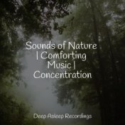 Sounds of Nature | Comforting Music | Concentration