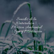 Sonidos de la Naturaleza | Música Ambiental | Spa y Meditación