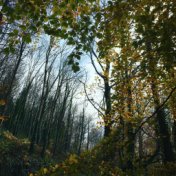 Water Stream | Nature Blessing, Zen, Serenity, Fall, Peace