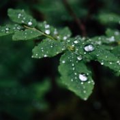 Peaceful Mantra - Best Rain Droplet - Stress Relief Music