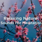 !!" Relaxing Nature Sounds For Meditation "!!