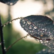 Peaceful Melodies | Tranquil Rainfall