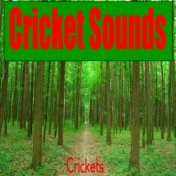 Cricket Sounds