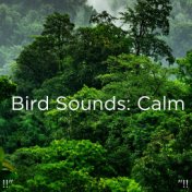 !!" Bird Sounds: Calm "!!