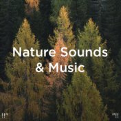 !!" Nature Sounds & Music "!!
