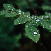 Let It Rain - Ambient Raindrop Music | Rainy Nights