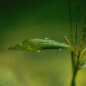 Stay Calm with Rain | Mellow Nature Sounds | Spiritual Healing
