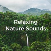 !!" Relaxing Nature Sounds "!!