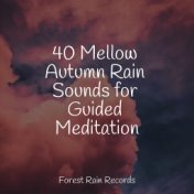 40 Mellow Autumn Rain Sounds for Guided Meditation