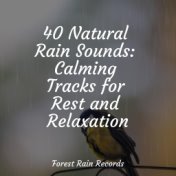 40 Natural Rain Sounds: Calming Tracks for Rest and Relaxation