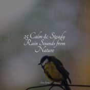 25 Calm & Steady Rain Sounds from Nature