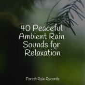 40 Peaceful Ambient Rain Sounds for Relaxation