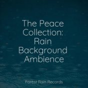 The Peace Collection: Rain Background Ambience