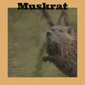 Muskrat