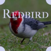 Redbird