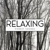Relaxing Forest Sounds - Keep Calm with Nature Sounds, Water, Rain, Wind, Birds, Deep Relaxation, Ambient Streams, Time for You,...