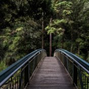 Sonidos Tranquilos de la Naturaleza | Calma y Relájate, Terapia Del Sueño