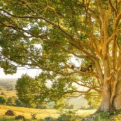 Sonidos Ambientales de la Naturaleza | la Paz y la Tranquilidad