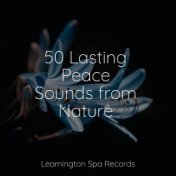 50 Lasting Peace Sounds from Nature