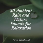 30 Ambient Rain and Nature Sounds for Relaxation