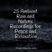 25 Ambient Rain and Nature Recordings for Peace and Relaxation